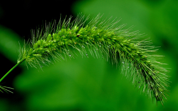 狗尾巴草