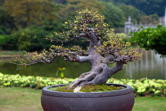 盆景