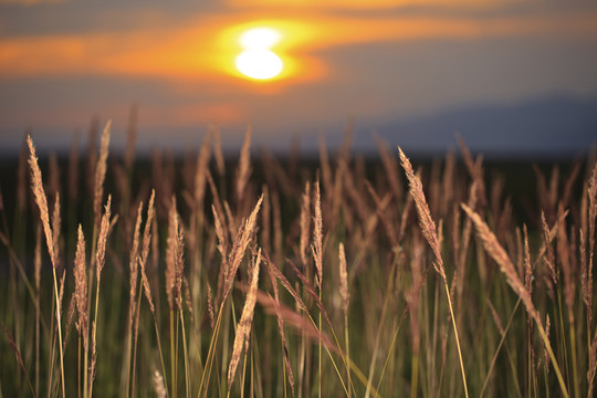 夕陽 野草