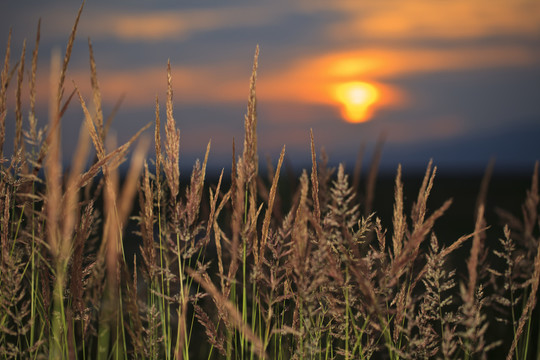 野草 夕陽(yáng)