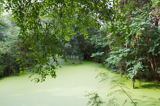 綠水綠樹