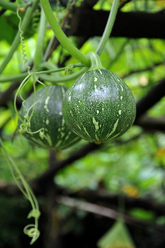 蔬菜瓜果