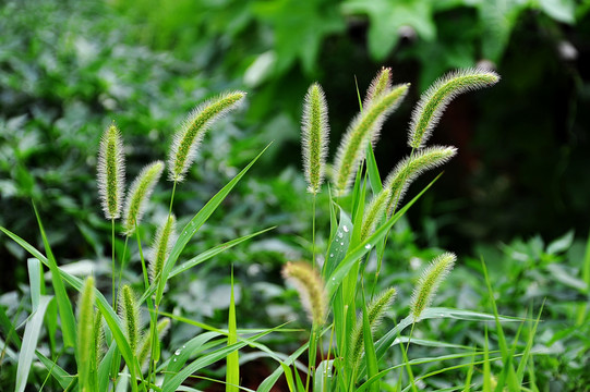 狗尾草