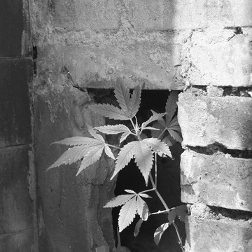墻縫中的葉子