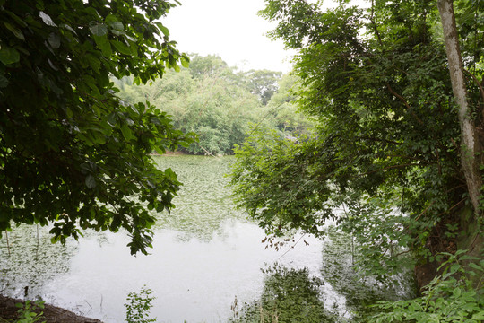 綠樹成蔭