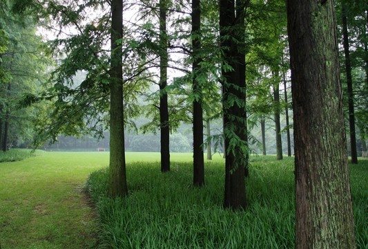 杉樹林