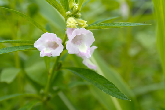 芝麻花 特寫