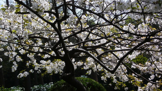櫻花