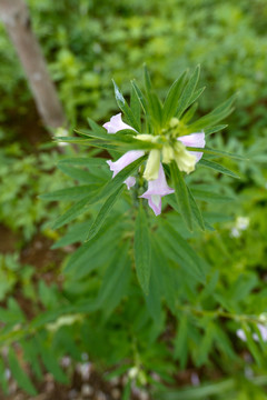 芝麻開(kāi)花