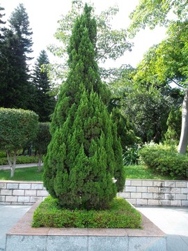 萬年青 松樹