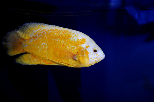 觀賞魚