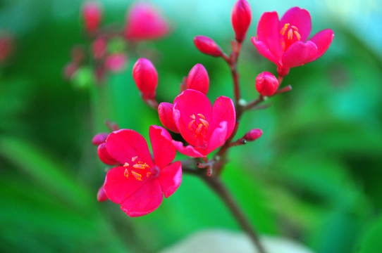 花卉 小紅花