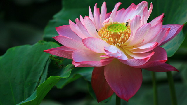 荷花