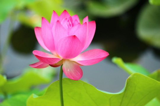 荷花