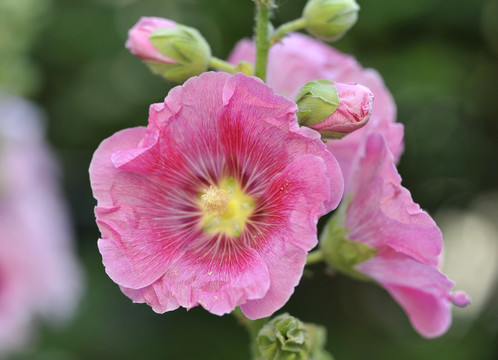 蜀葵花