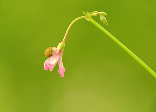 花卉寫真