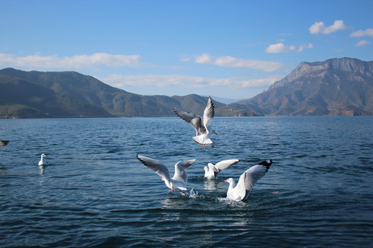瀘沽湖