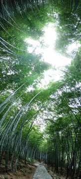 黃山翡翠谷竹林