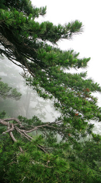 黃山松樹