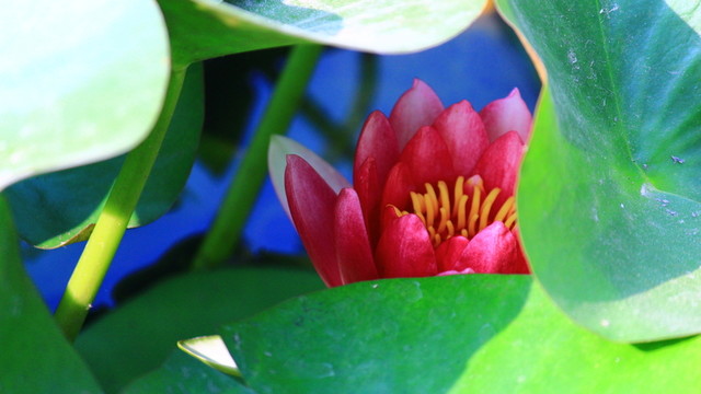 荷花