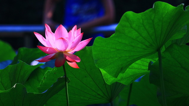 荷花