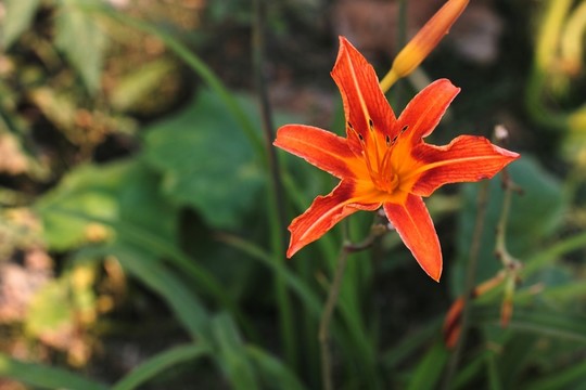 黃花菜