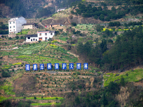 長江三峽 林地植被