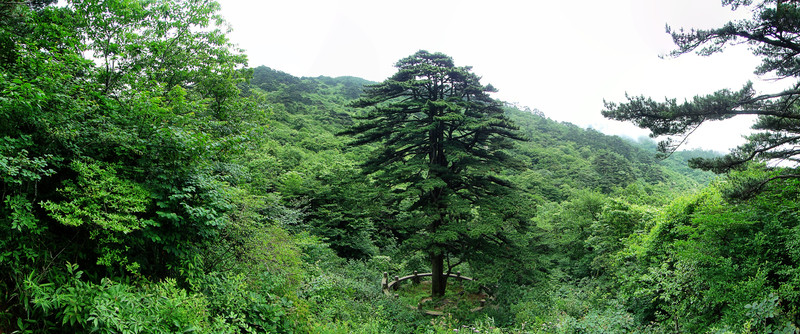 黃山團(tuán)結(jié)松