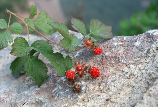 新鮮野果