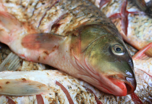 淡水魚