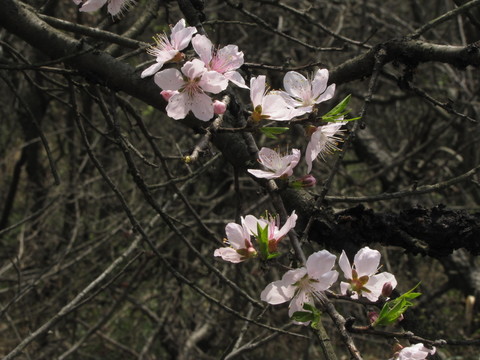 野生桃花