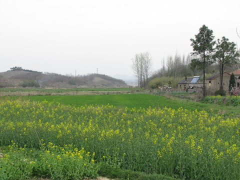 桃花源里春意濃