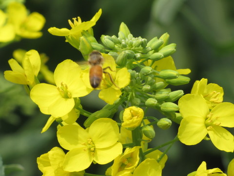 蜜蜂與油菜花