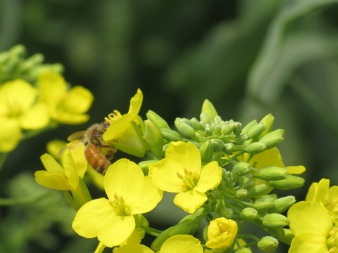 蜜蜂與油菜花