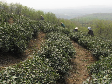 茶場春歸 滁州施集茶場 趙洼遠(yuǎn)眺