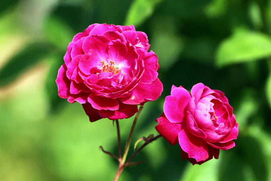 月季花