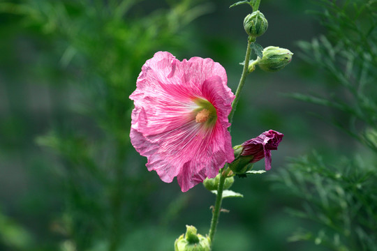 蜀葵花