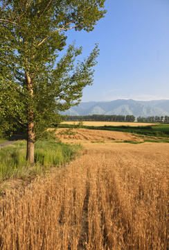田野