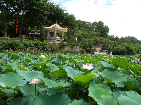蓮花仙境