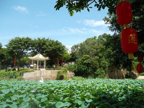 蓮花仙境