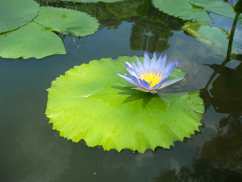 荷花