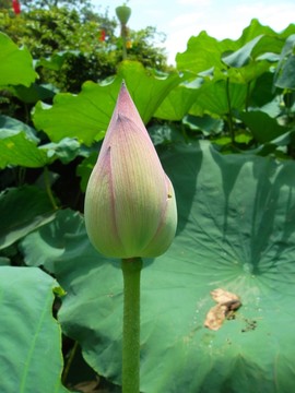 荷花