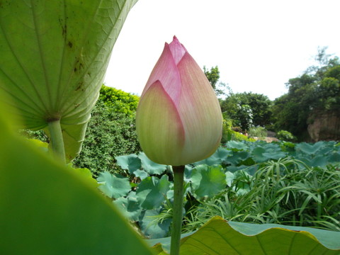 荷花