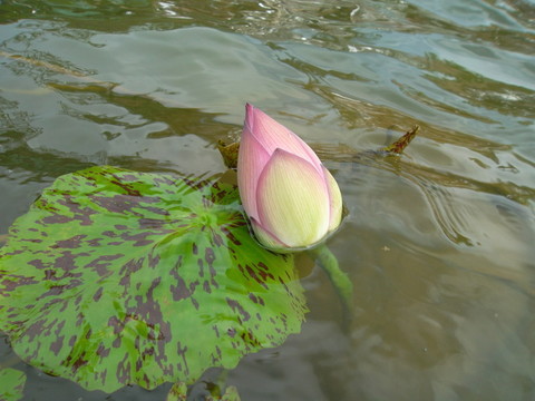 荷花 蓮花