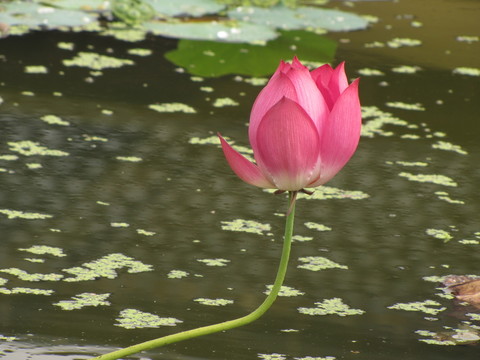 悠悠水中央