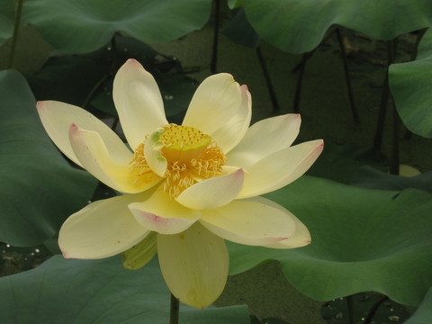黃荷花