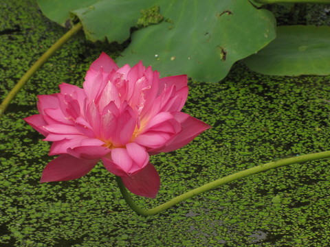 綠水紅蓮