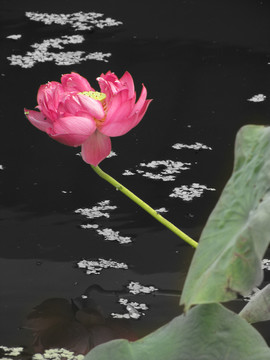 荷花水中笑