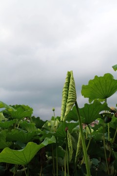 夏日荷葉
