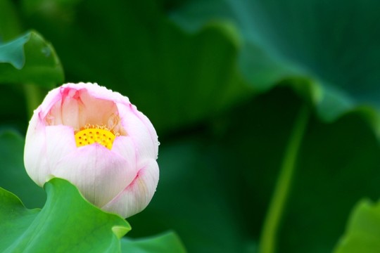 夏日荷花